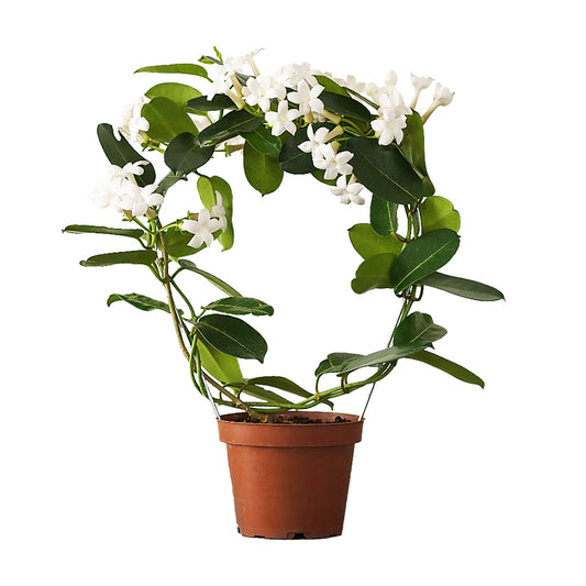 Madagascar jasmine