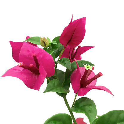 Bougainvillea