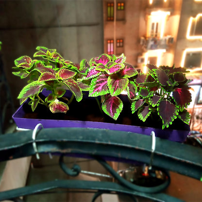 Coleus