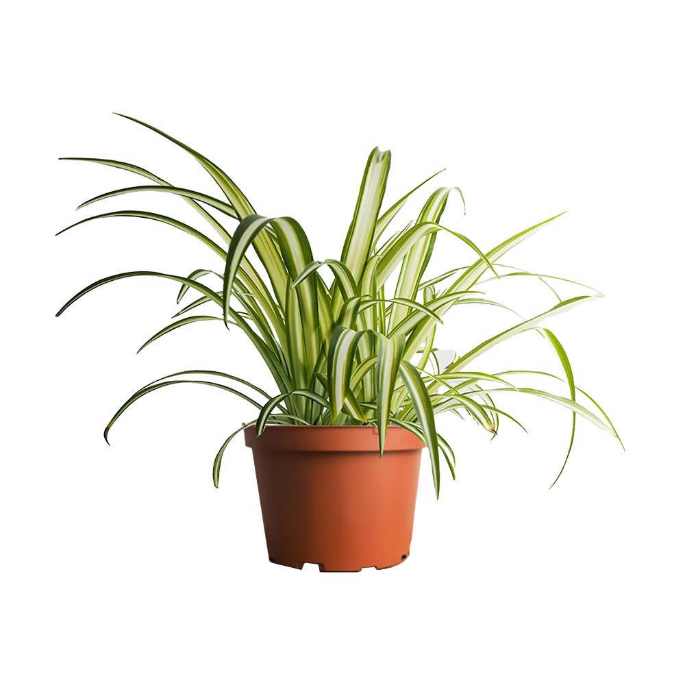 Chlorophytum (spider plant)