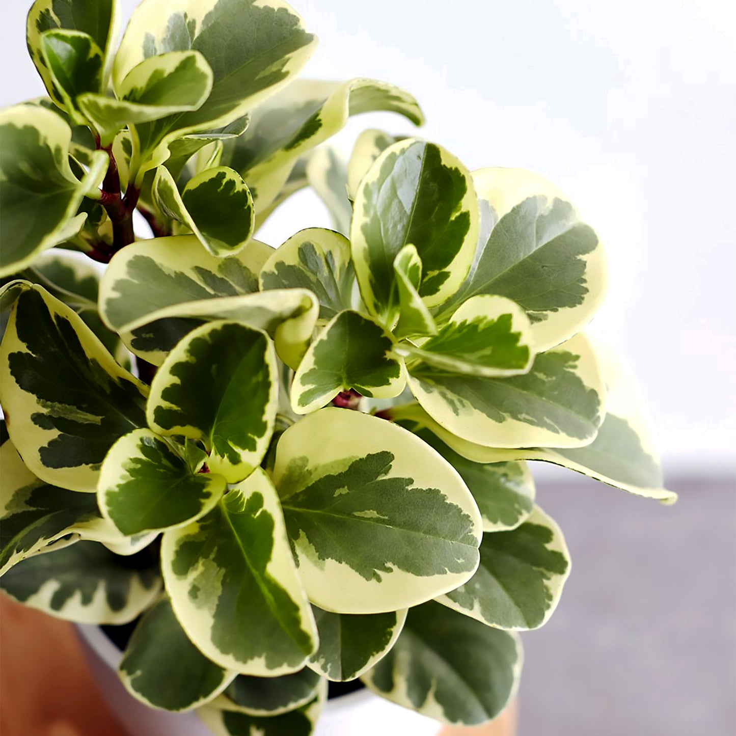 Peperomia