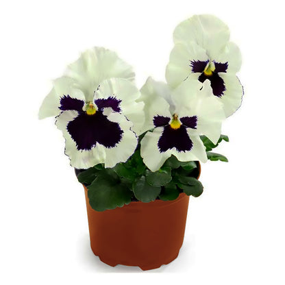 Pansy