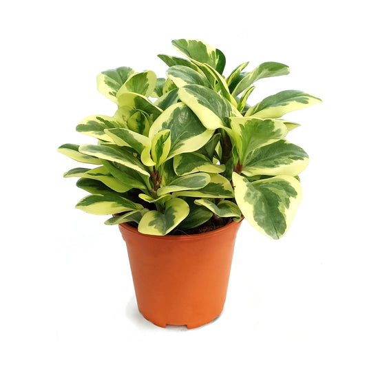 Peperomia