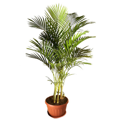 Areca palm