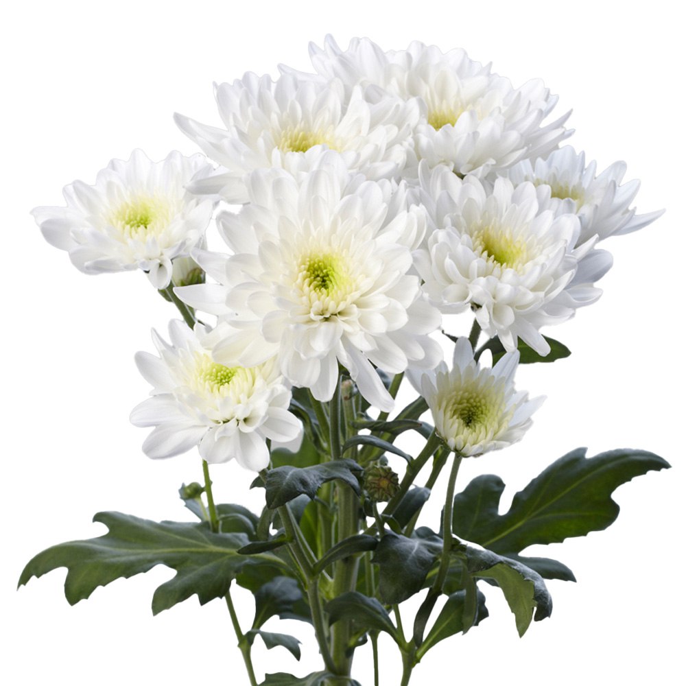 Chrysanthemum