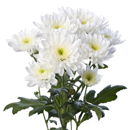 Chrysanthemum