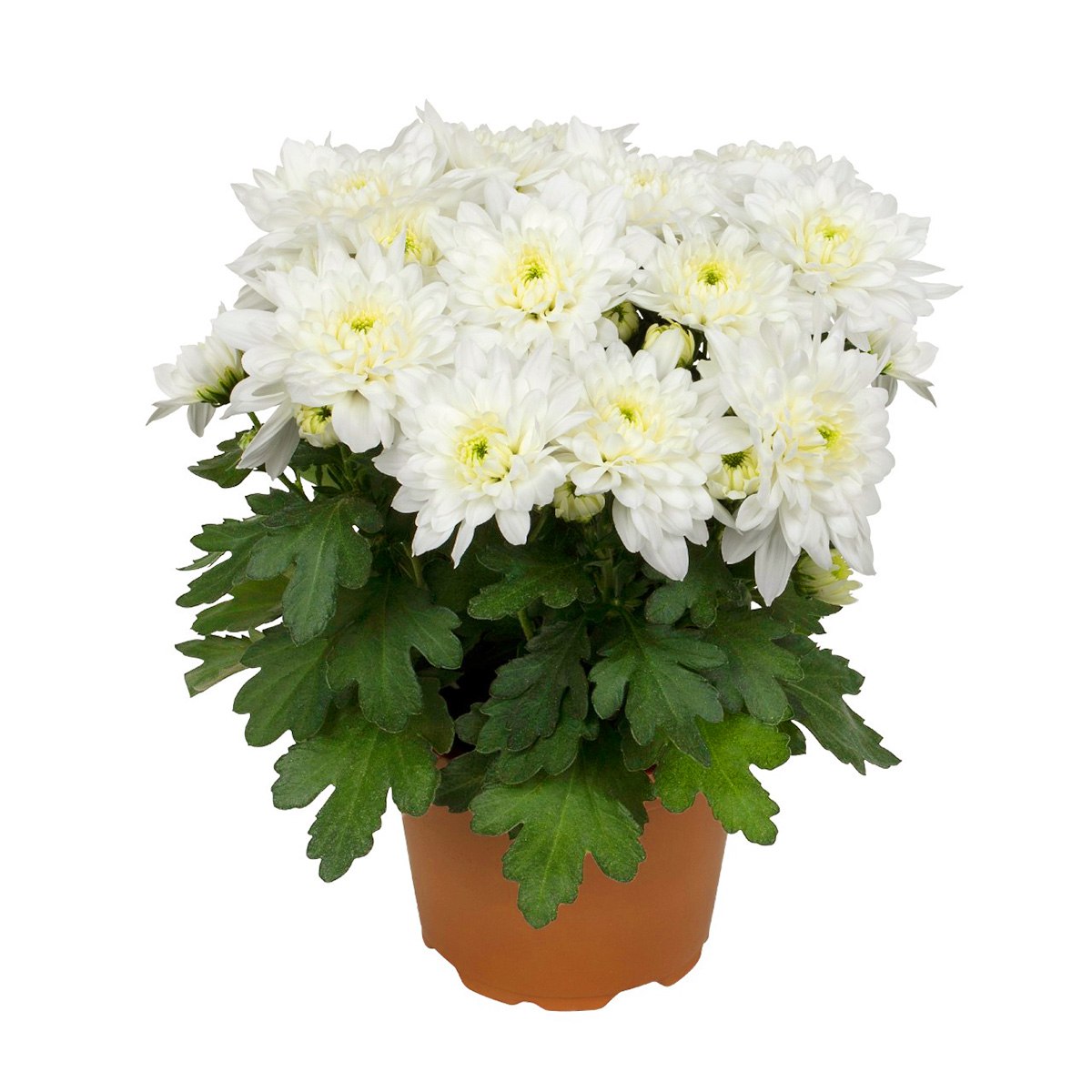 Chrysanthemum