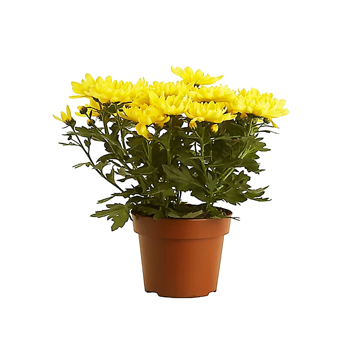 Chrysanthemum