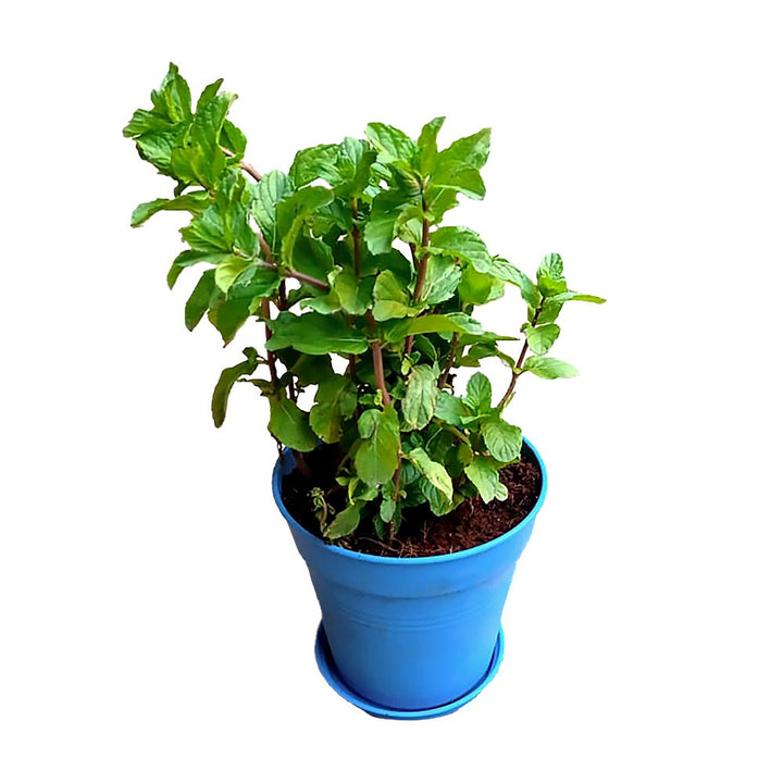 Egyptian Mint – Nappta