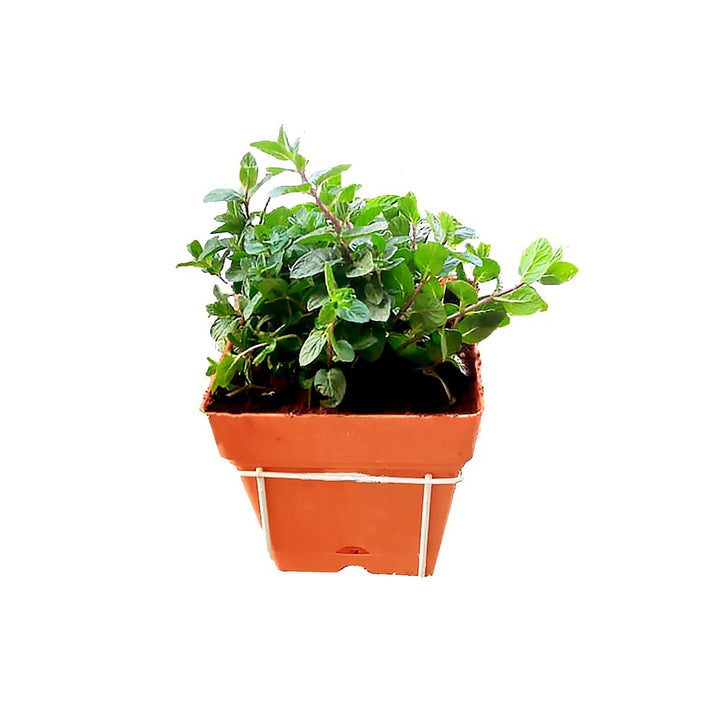 egyptian mint plant Egyptian Mint – Nappta