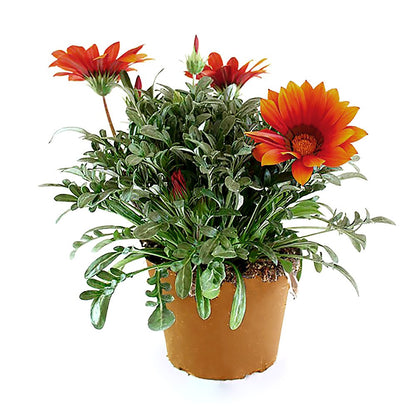 Gazania