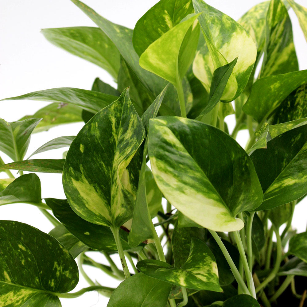 Pothos Plant