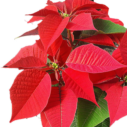 Poinsettia