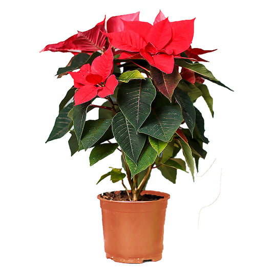 Poinsettia