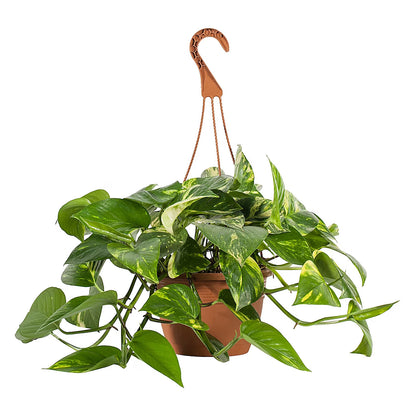 Air purifying plants