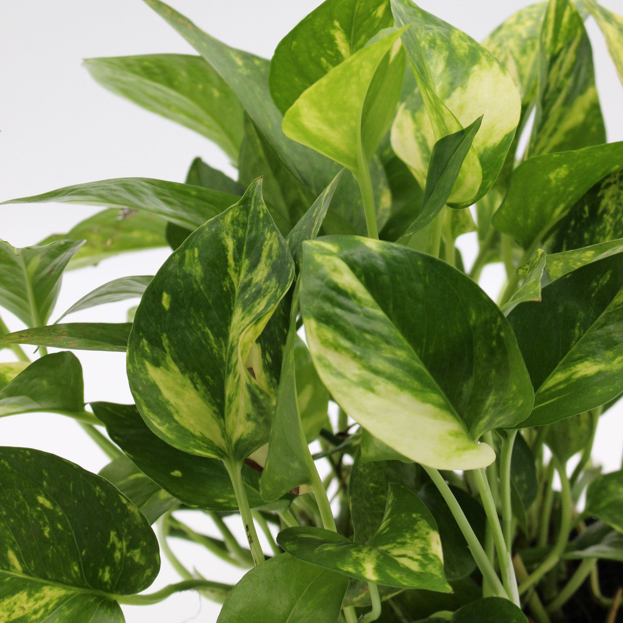 Air purifying plants