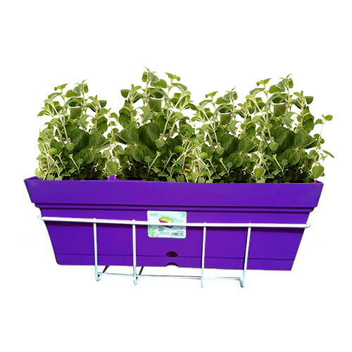 Oregano