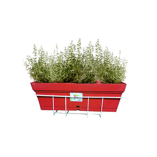 Thyme (zaatr)