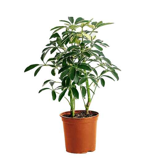 Schefflera