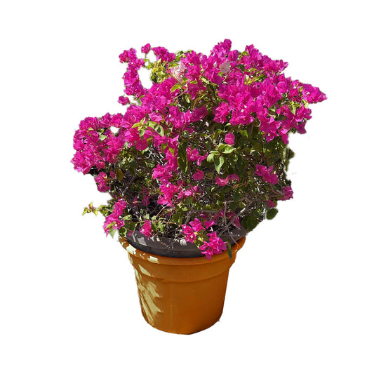 Bougainvillea