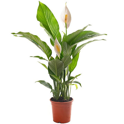 Peace lily