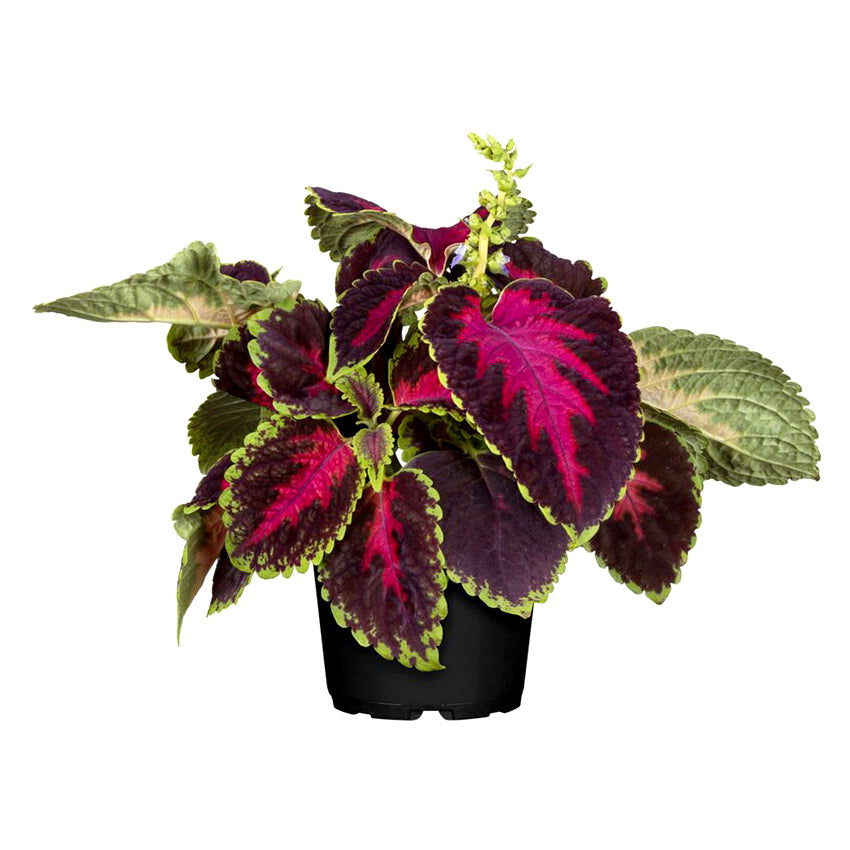 Coleus