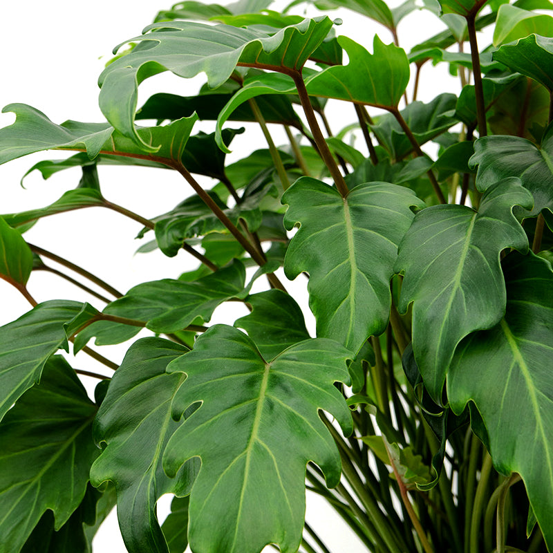 Air purifying plants