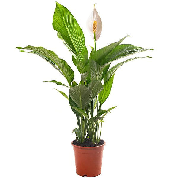 Peace lily