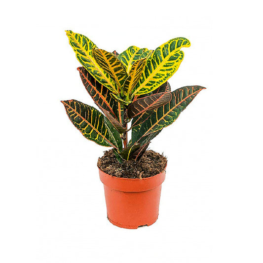 Croton