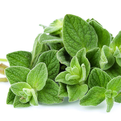 Oregano