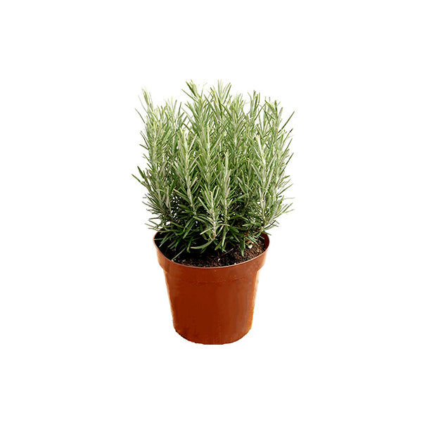 Rosemary