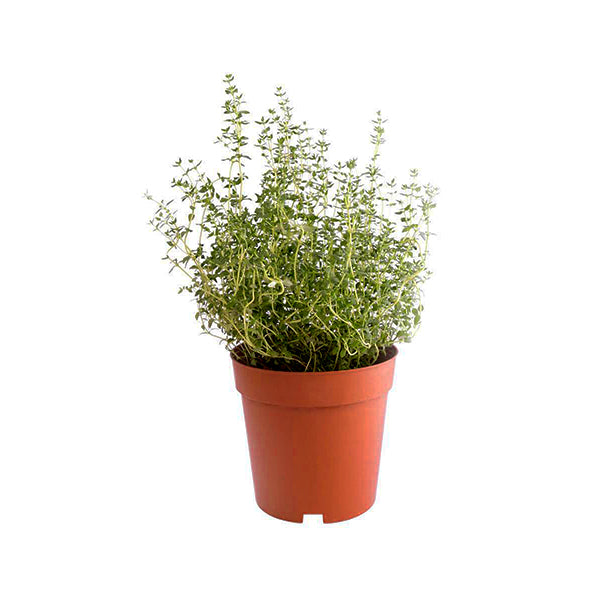 Thyme (zaatr)