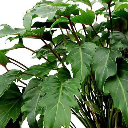 Philodendron Xanadu