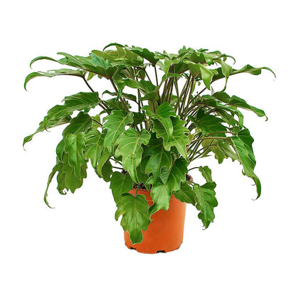 Air purifying plants