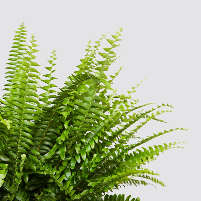 Air purifying plants