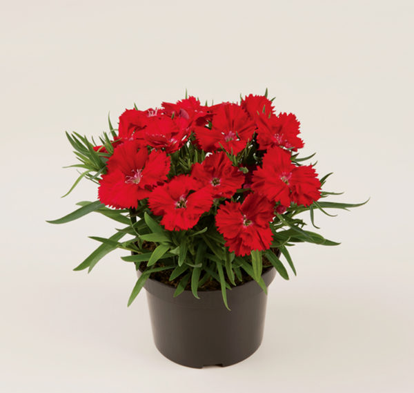 Dianthus-chinensis-Corona-F1-Scarlet_20816_7