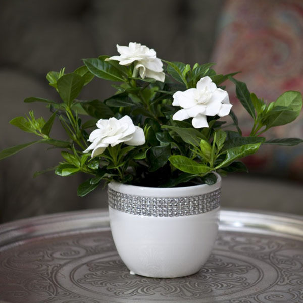 buy-top-5-jasmine-flowering-plants-online-at-nursery-live-best-jasmine-plant