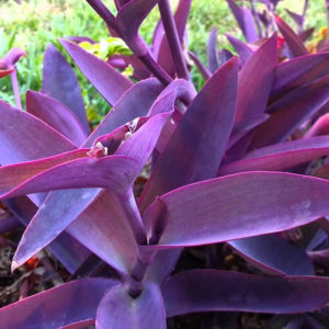 garden-design-with-beautiful-ground-cover-plants-u-tradescantia-pallida-wandering-jew-purple-heart-queen-when-to-plant-tulip-flower-ideas-furniture-architecture-ho-shaped-animal-jam-codes