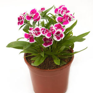 Dianthus Chinensis Flowers,China Pink, Indian Pink in flower pot