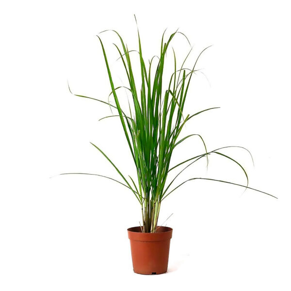 Lemon grass