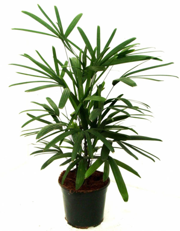palm-house-plants-wonderful-indoor-palm-rhapis-exelsa-lady-palm-house-plants-pinterest-of-palm-house-plants-768×988