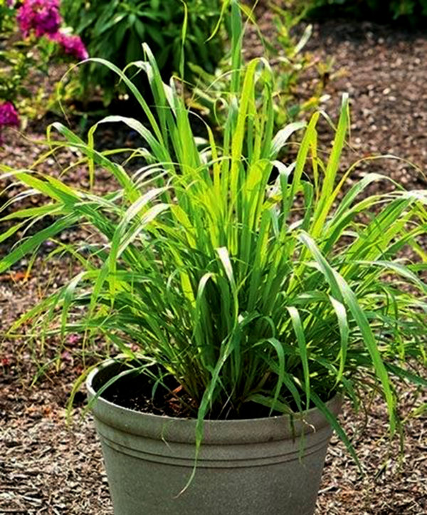 where-can-i-get-lemongrass-plants-lemon-grass-plants-lemongrass-plants-walmart-canada-lemongrass-plants-for-sale-in-bangalore