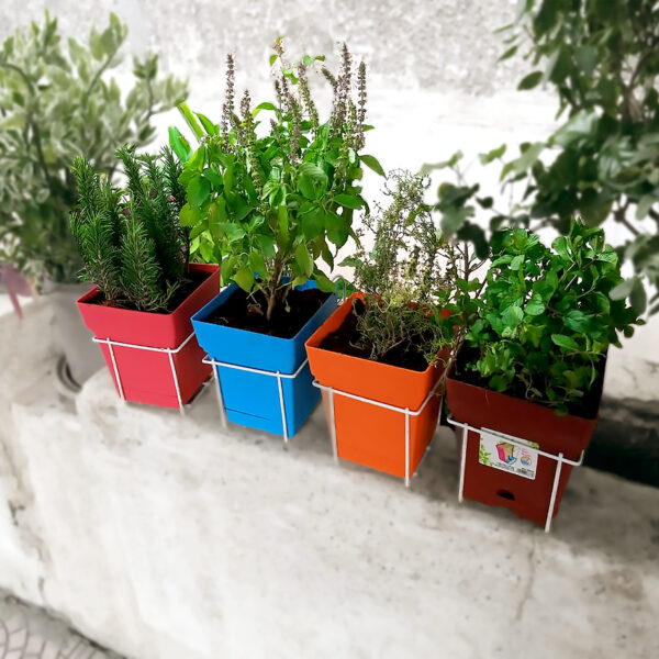 Kitchen herbs offer (Small)