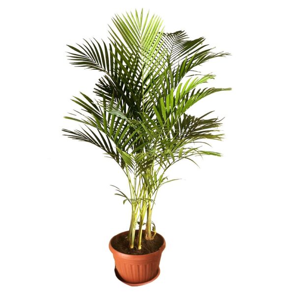 Areca palm