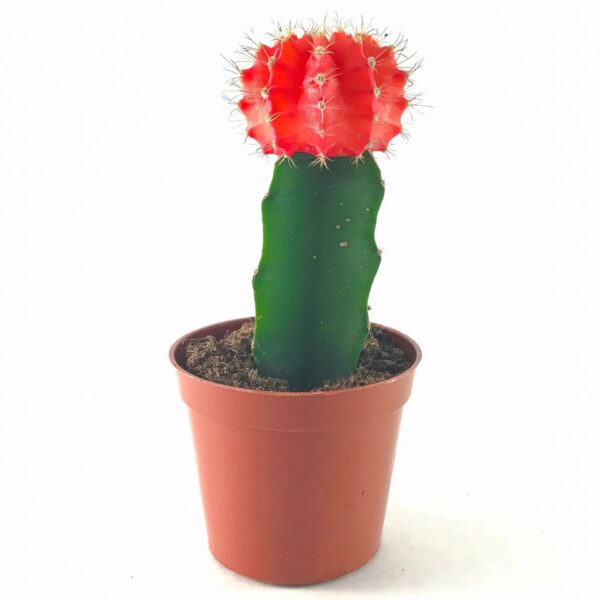 Moon cactus