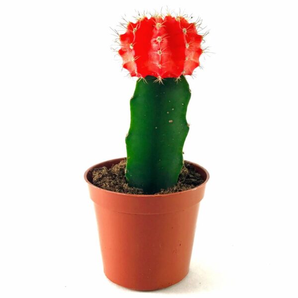 Moon cactus