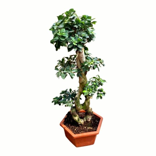 Ficus bonsai large