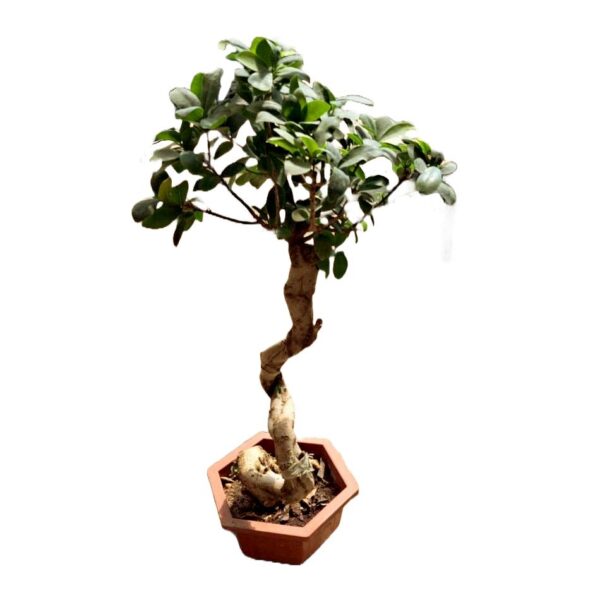 Ficus bonsai medium